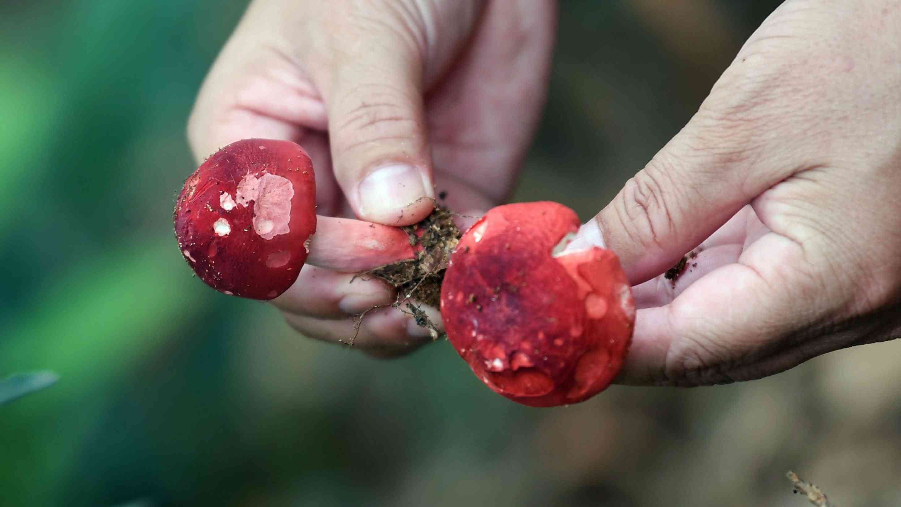 孕妇食用红菇能够美容养颜