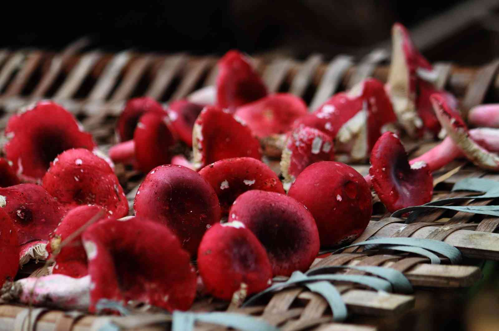 孕妇食用红菇能够提高免疫力