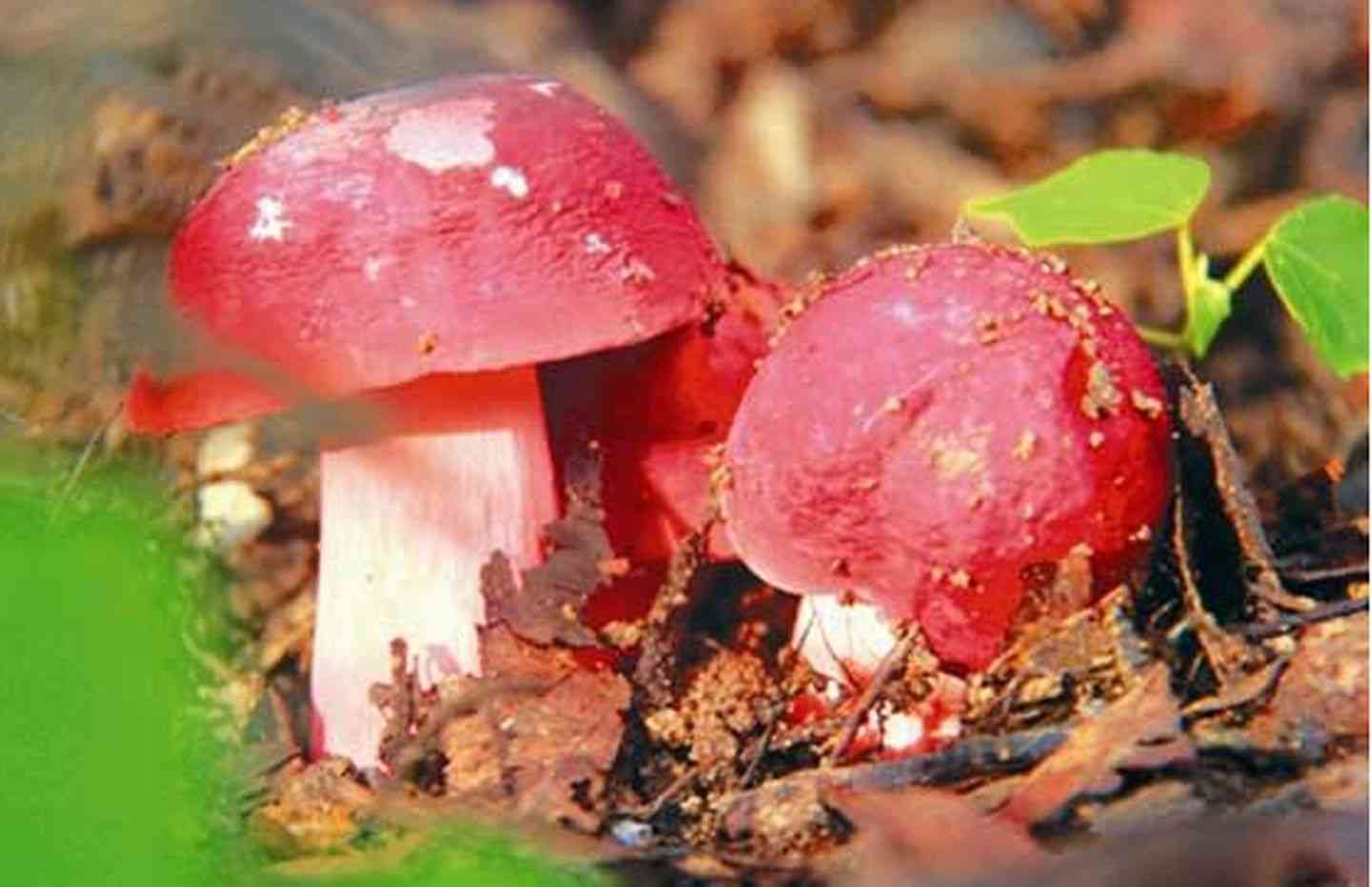 多吃红菇能够预防癌症的滋生
