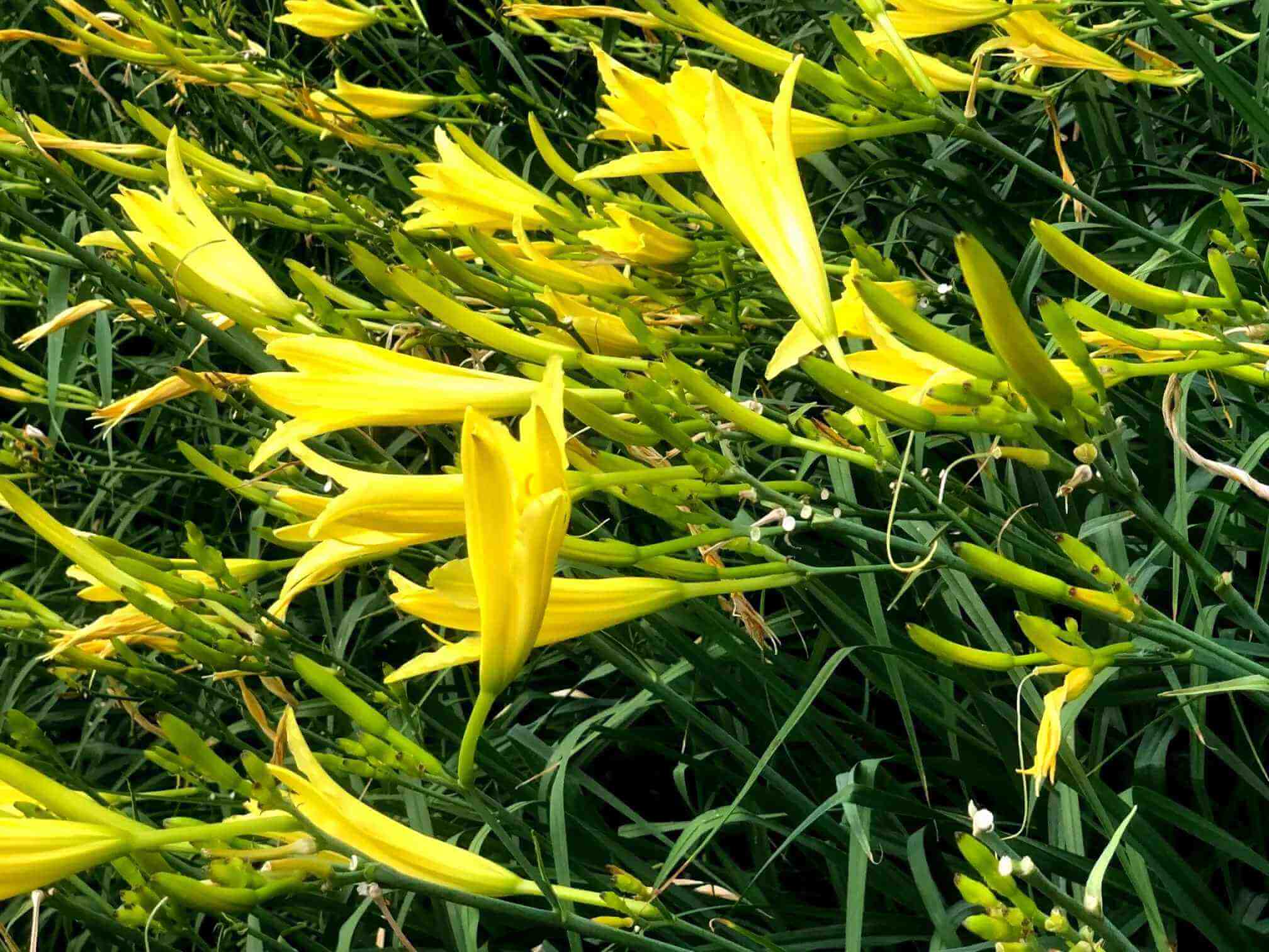 黃花菜營養豐富