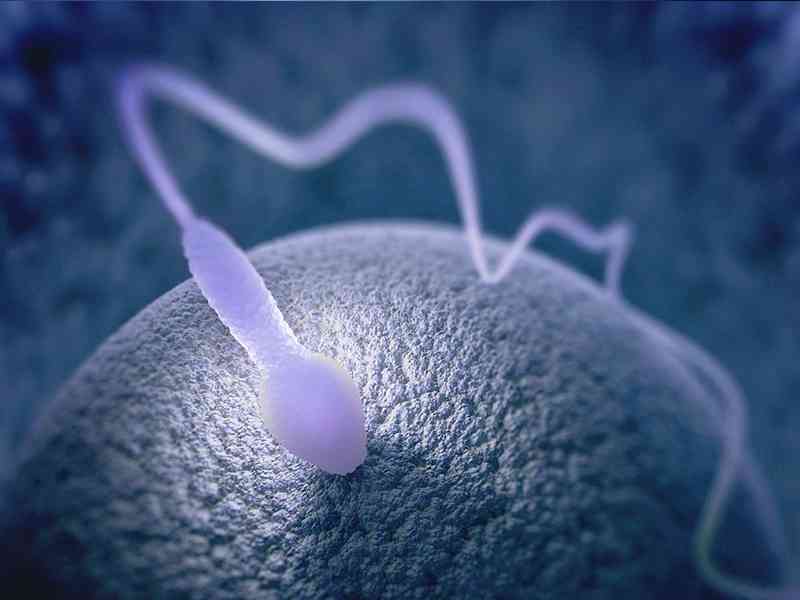 卵子大小不同会降低怀孕几率
