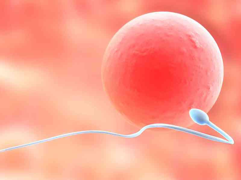 卵泡在月经周期初开始发育