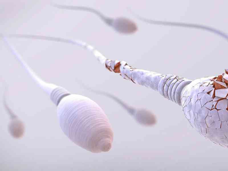 精子在男性体内能存活3个月
