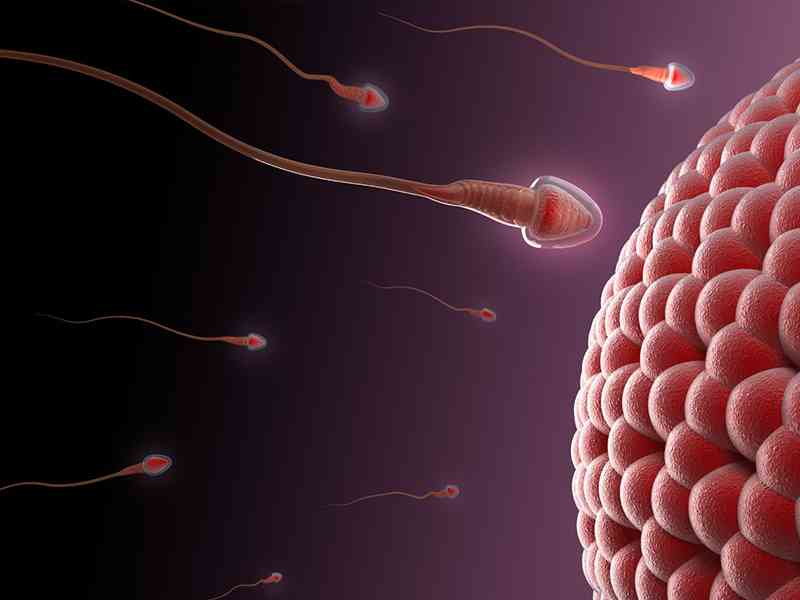 抗精子抗体能导致女性不孕