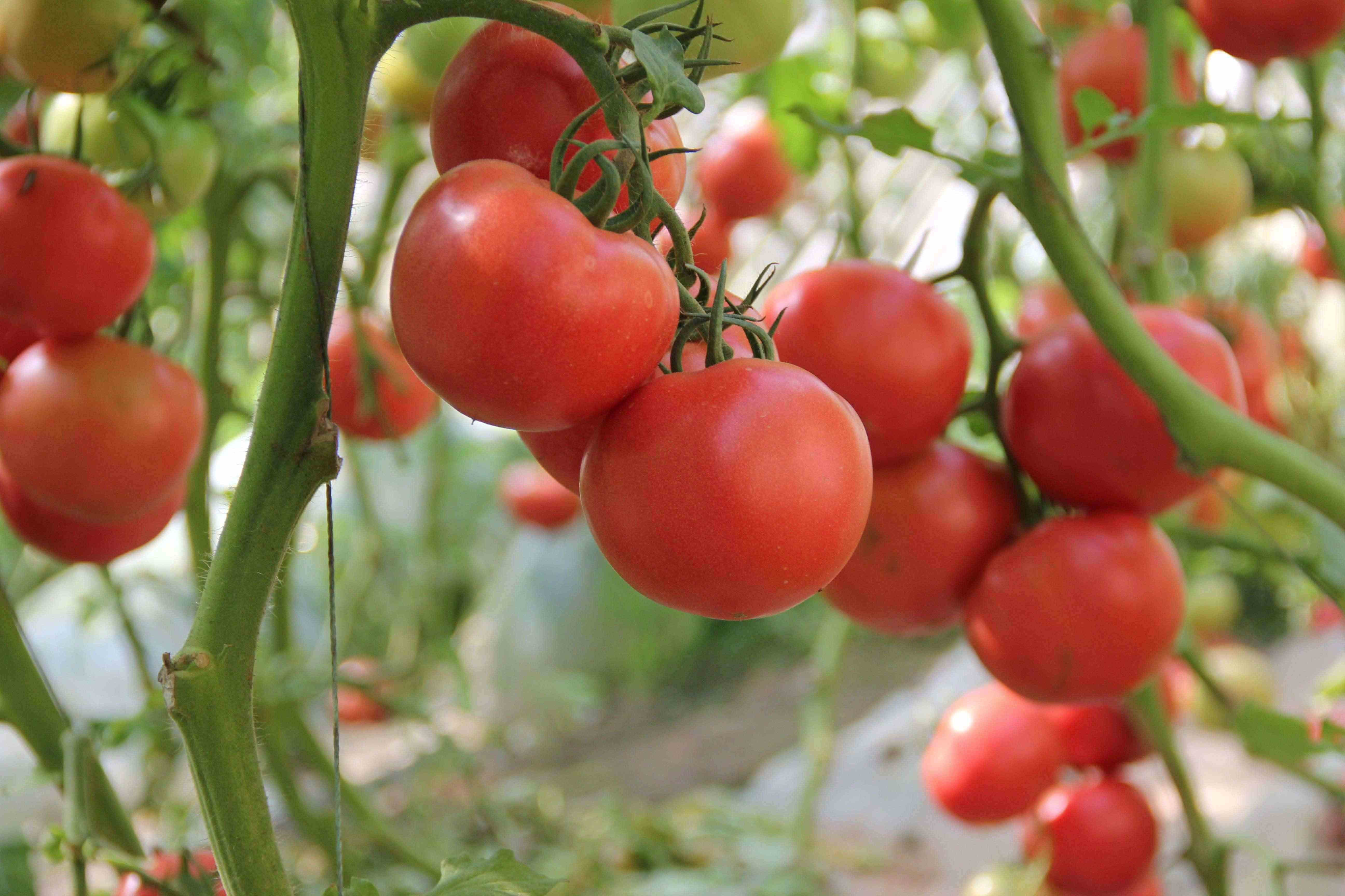西红柿做法多种多样