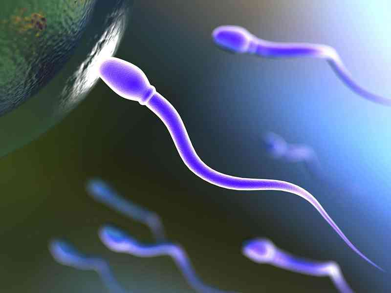 精液常规检查主要用于判断精子是否正常