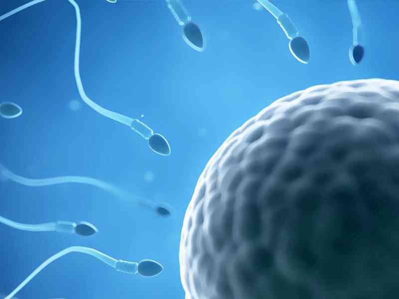畸形精子会降低怀孕可能性