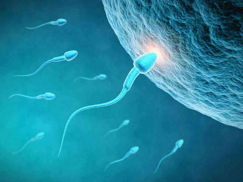 中年男性补充精子所需时间