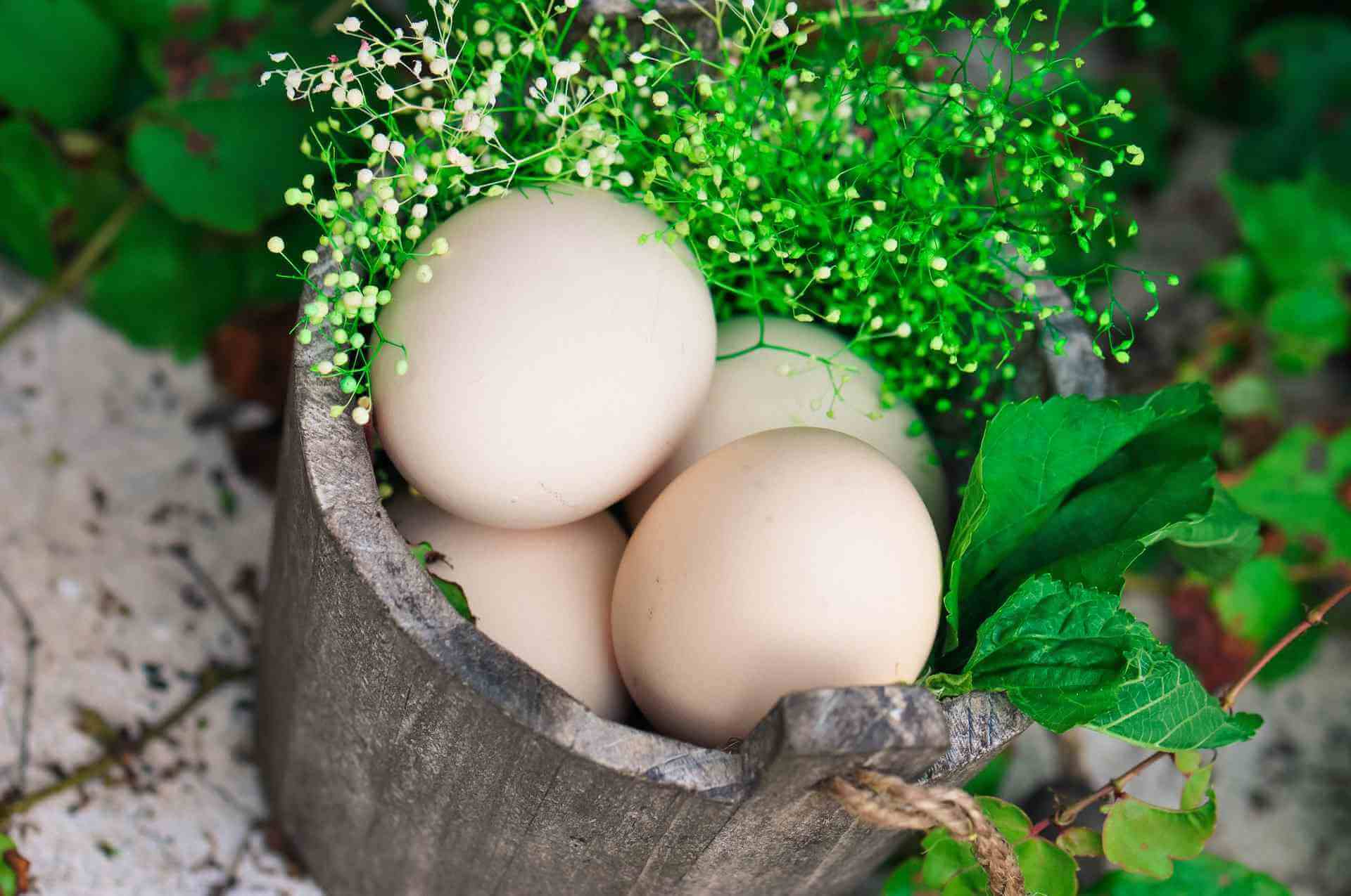 地菜煮鸡蛋可以降低血压
