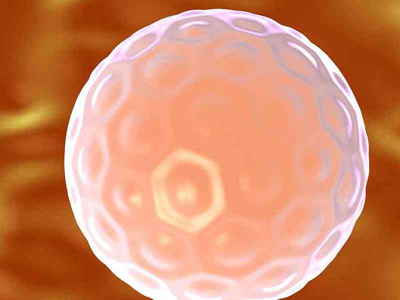 促黄体生成激素作用于卵泡成熟