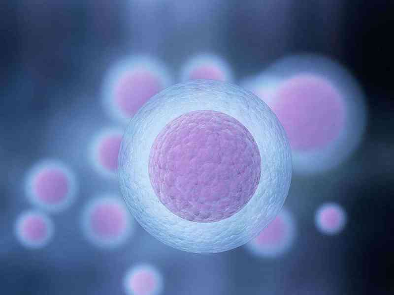 促卵泡生成激素（FSH）异常会导致难以怀孕