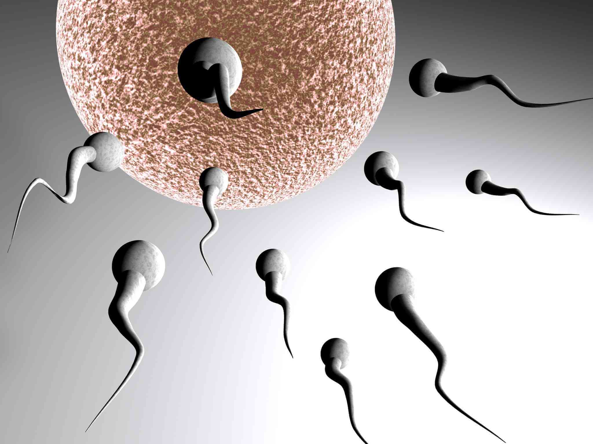 叶酸可以改善男性的精子质量