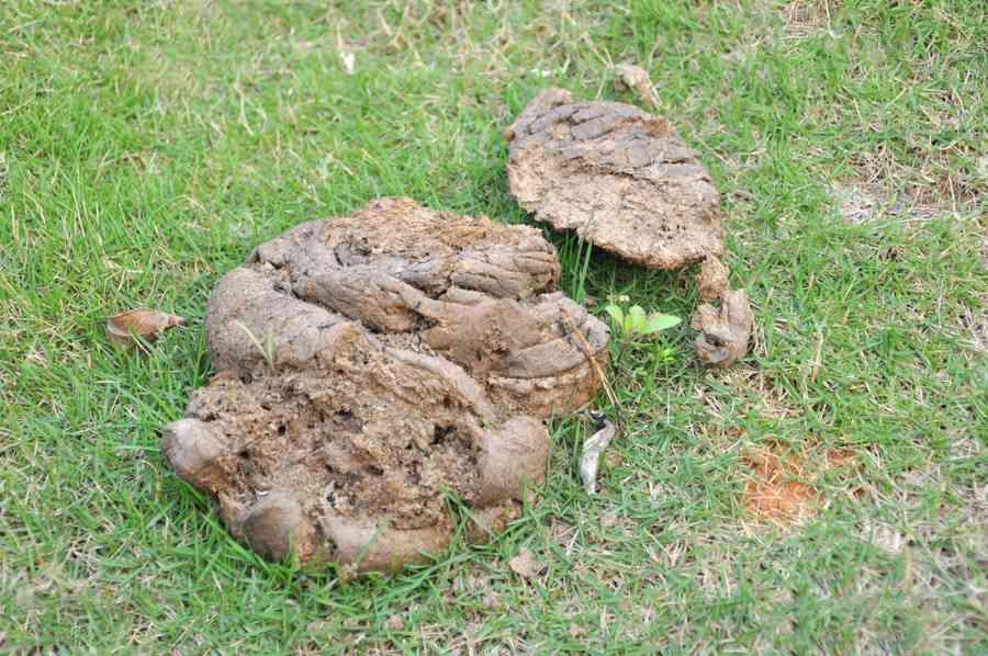 梦见牛粪堆很多虫是财运的预兆