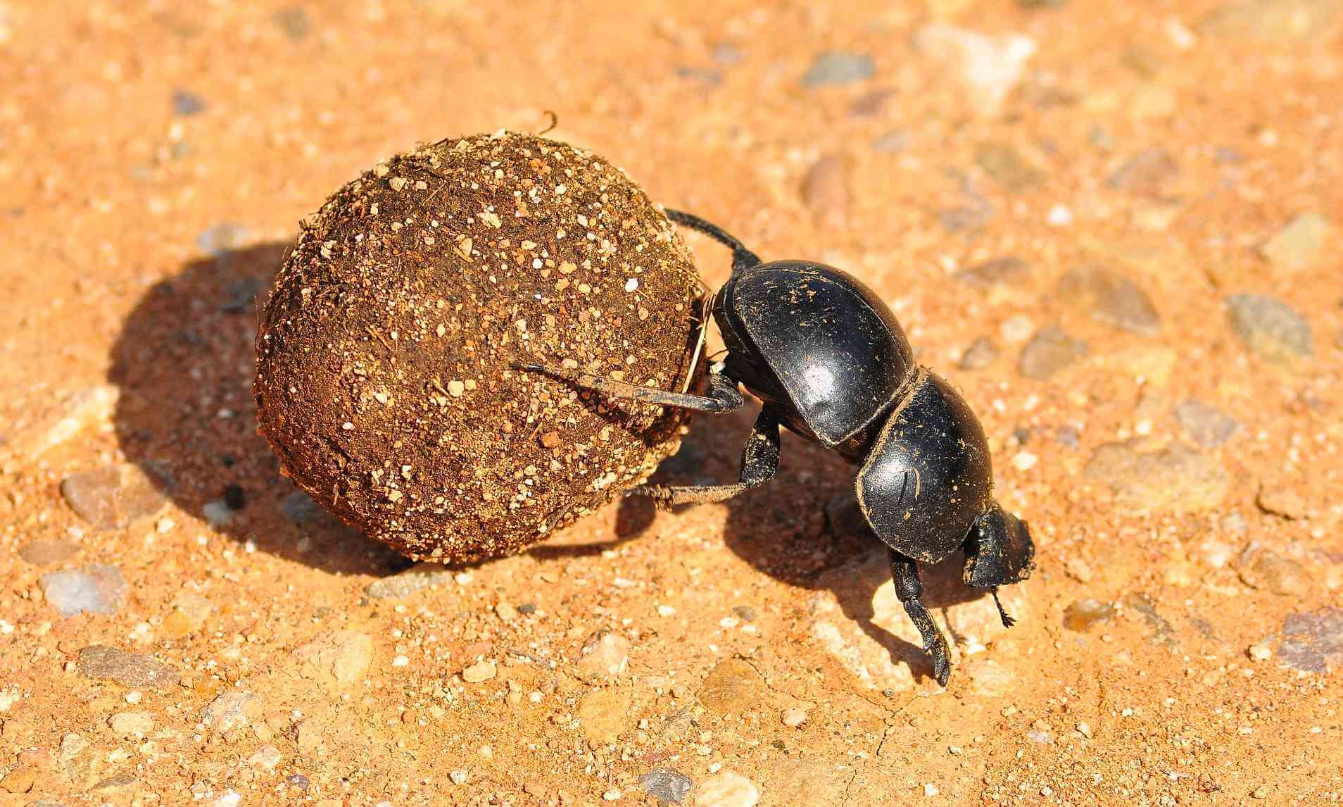 梦见牛粪堆很多虫是财运的预兆