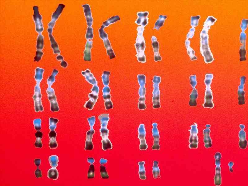 X染色体和Y染色体的不同