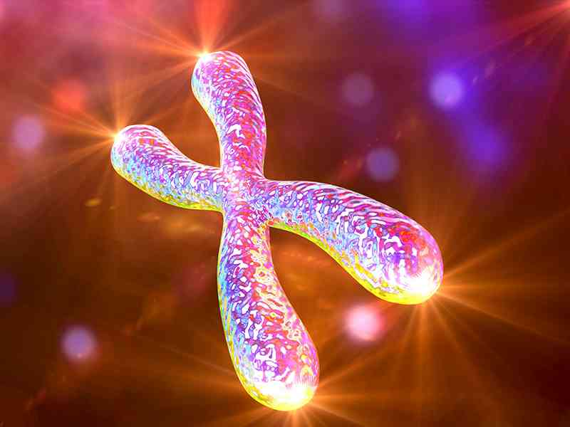 X染色体可来自男性或者女性