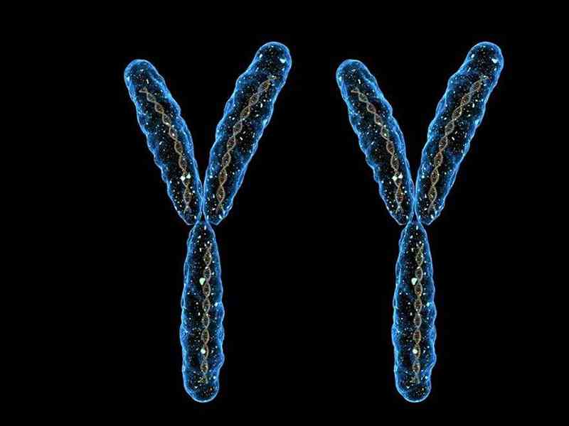 y染色体核型图片