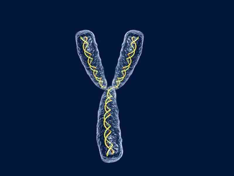 Y染色体在体内的作用功能