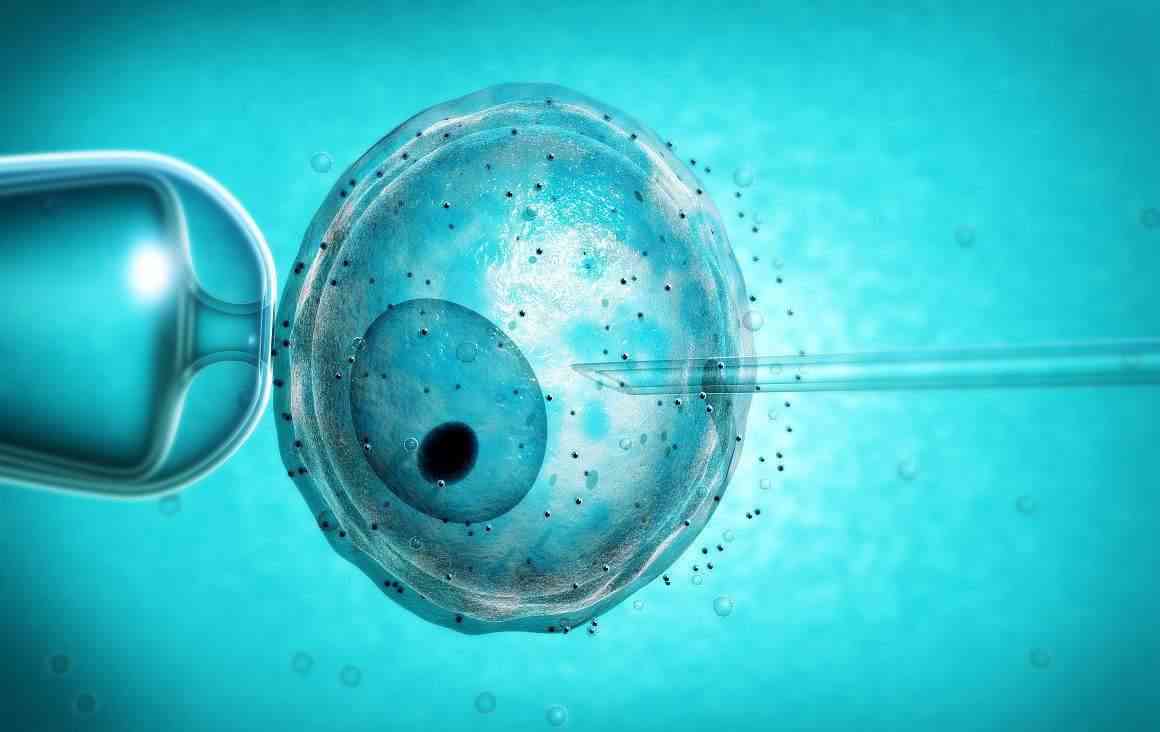 囊胚移植成功率比鲜胚移植成功率高