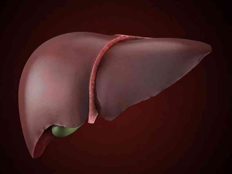 血清丙氨酸氨基转移酶偏高说明肝脏功能异常