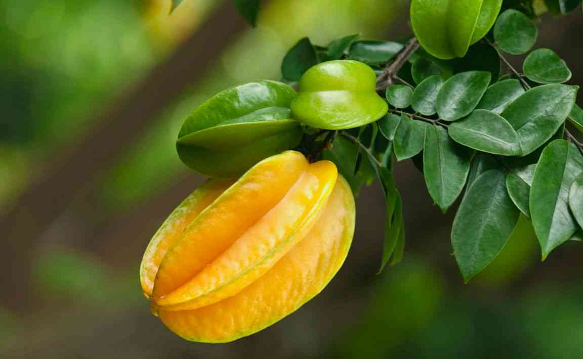 杨桃是亚热带水果营养价值高