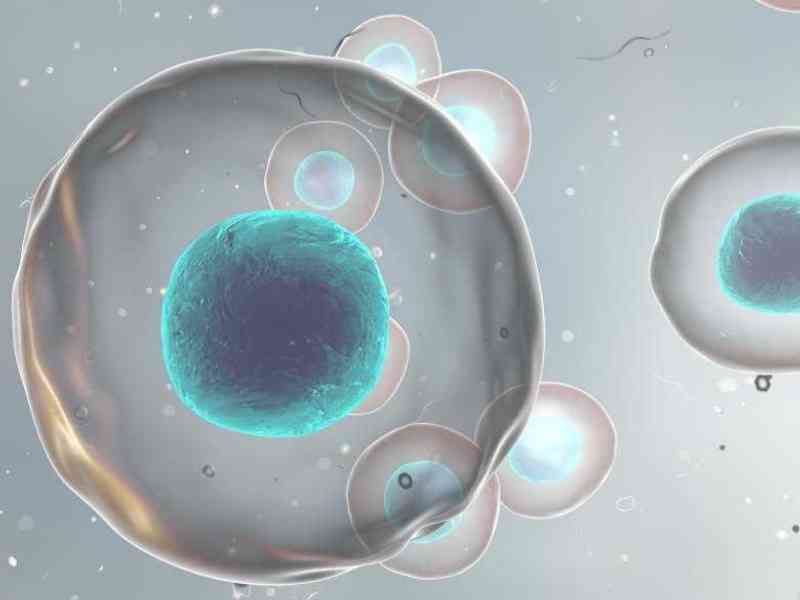 胚胎不同着床时间不同