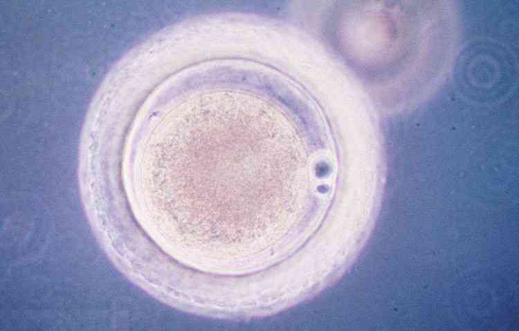 胚胎的介绍