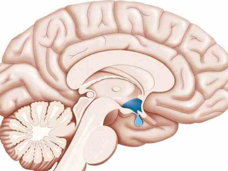 下丘脑会影响激素分泌
