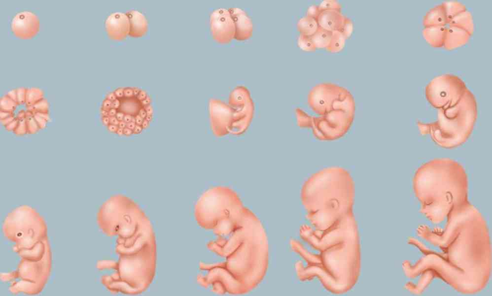 胎儿不同孕周变化情况