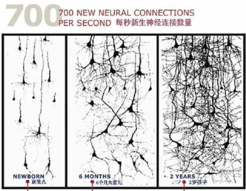 儿童大脑神经联结的变化图