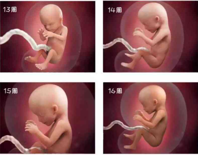 孕16周胎儿真实的样子图片