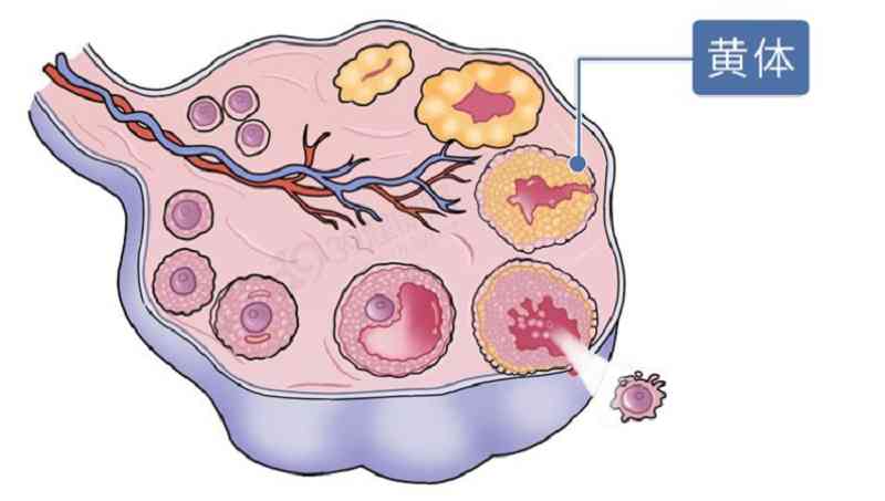 一天接了3个急诊都是黄体破裂黄体到底是什么