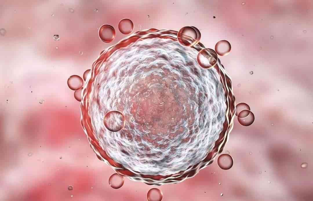 科学家发现卵子也有选择权,但结果仍随机 - 姐妹邦