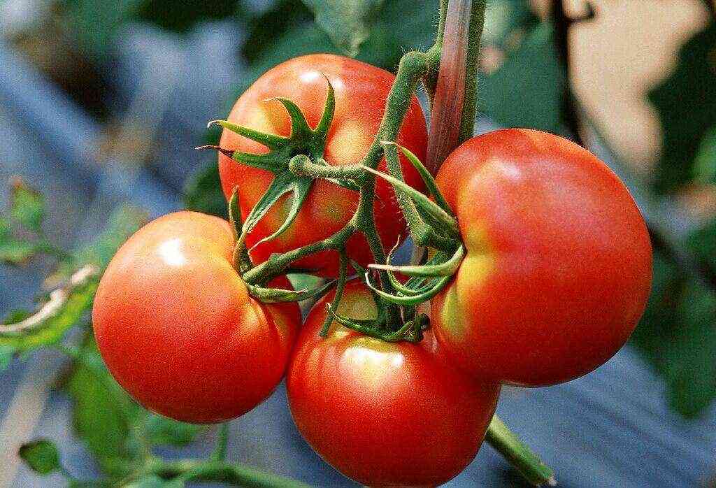 西红柿的不宜人群