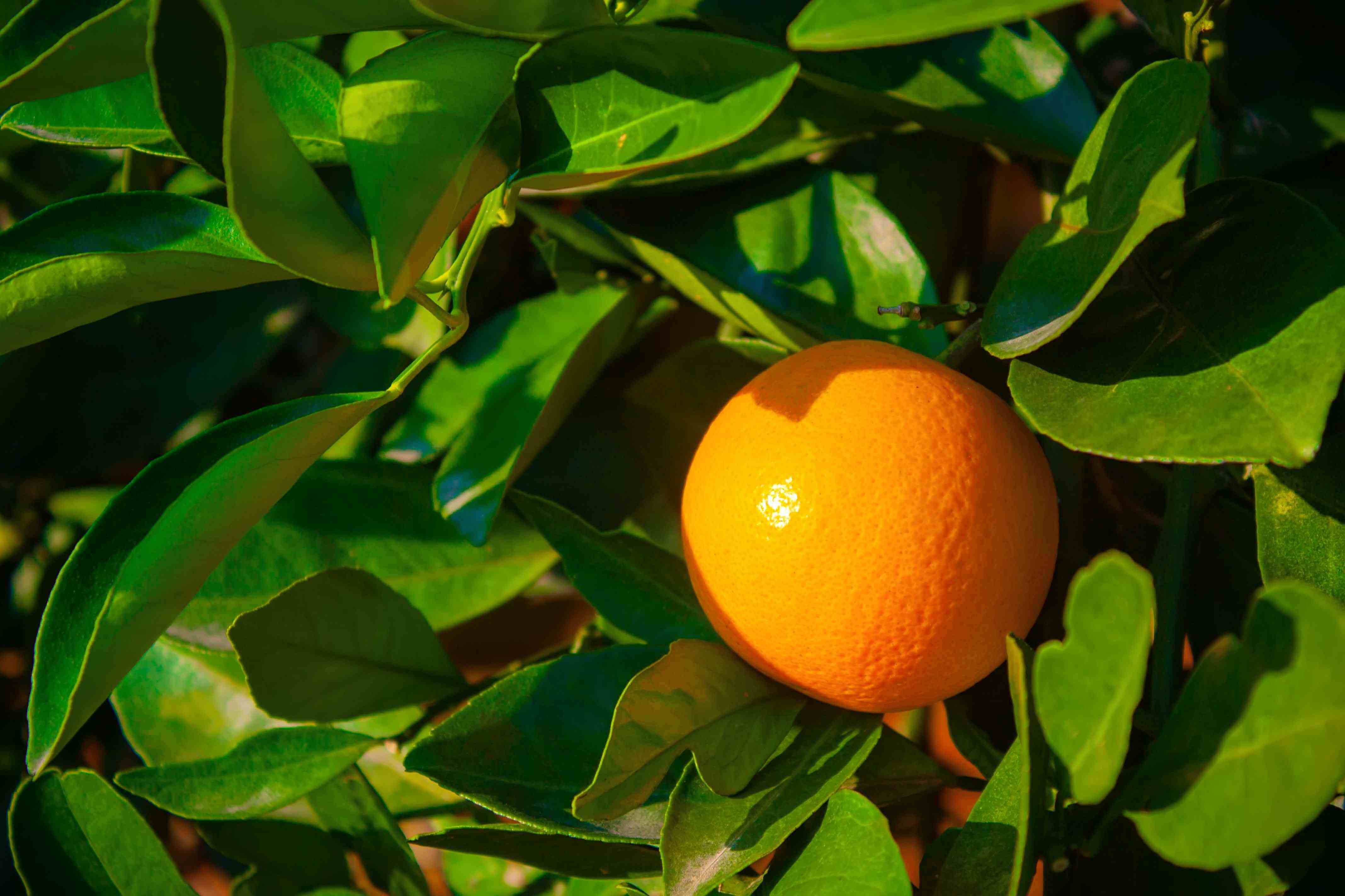 橙子含有维生素C