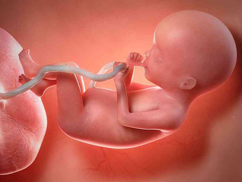 孕妇营养过剩可能导致胎儿早熟
