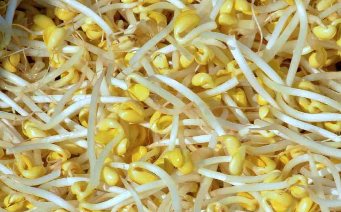 黄豆芽可以帮助缓解便秘