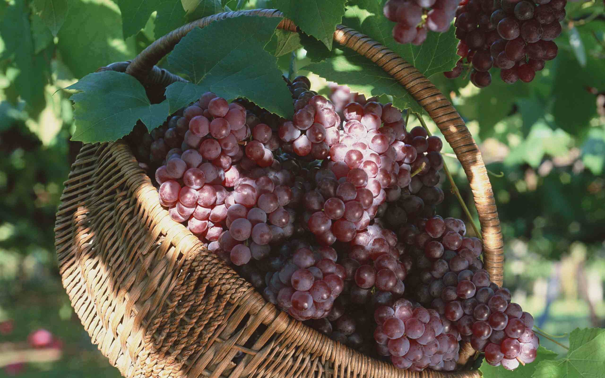 孕妇梦见吃葡萄生男生女