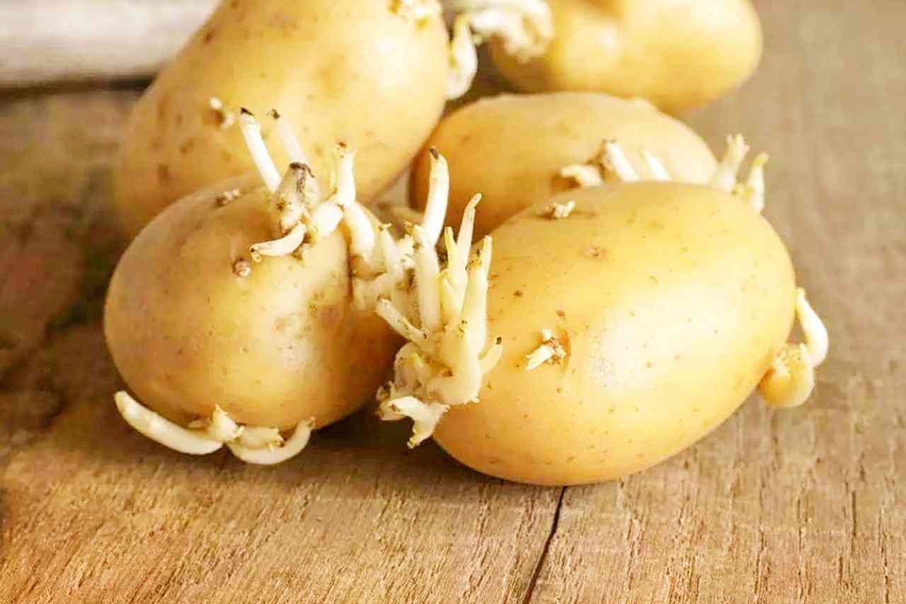 发芽的土豆不能吃