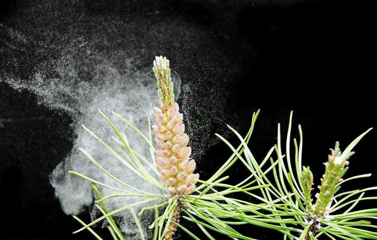 减少接触花粉可以缓解过敏症状