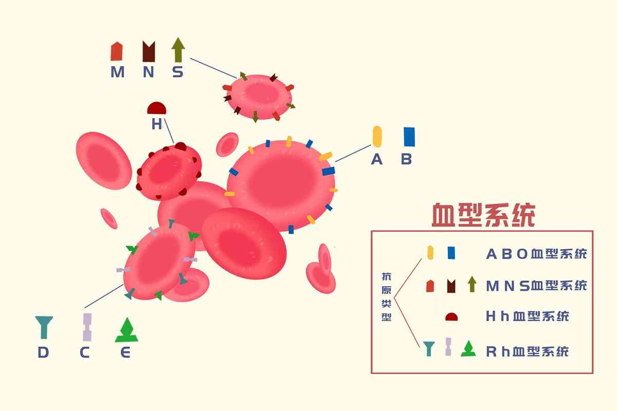 熊猫血遗传吗图片