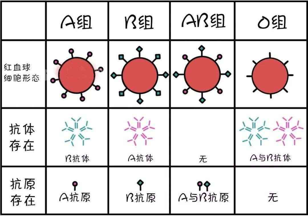 血型遗传图解怎么画图片