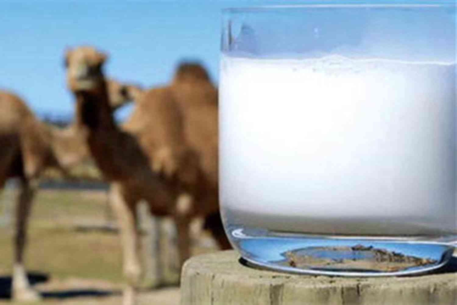 关于新疆驼奶粉的6个营养知识点 - 知乎
