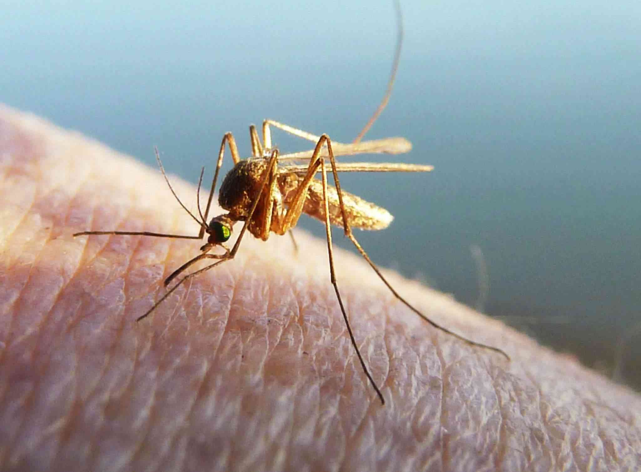 红霉素软膏可以用于蚊虫叮咬