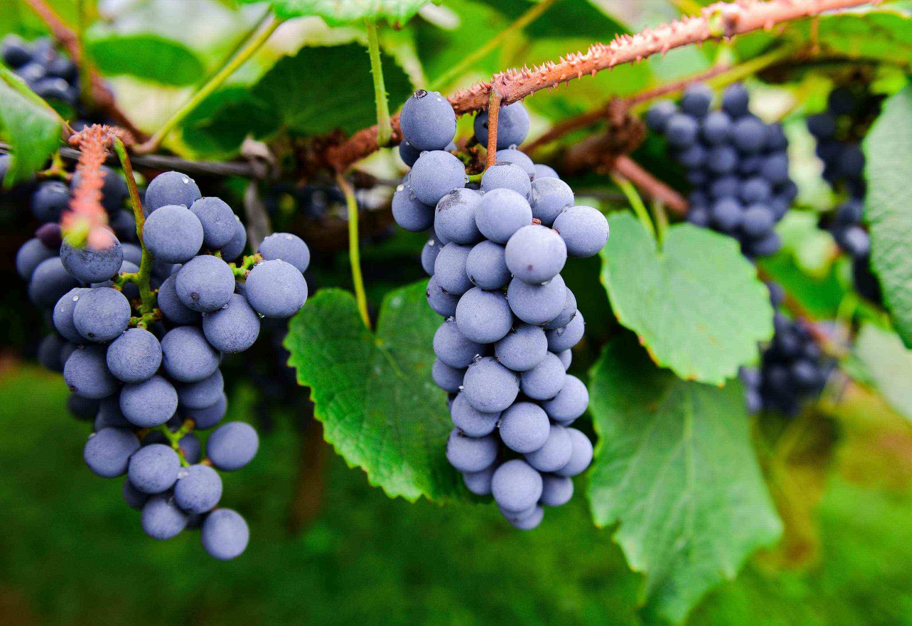 葡萄可以促进消化