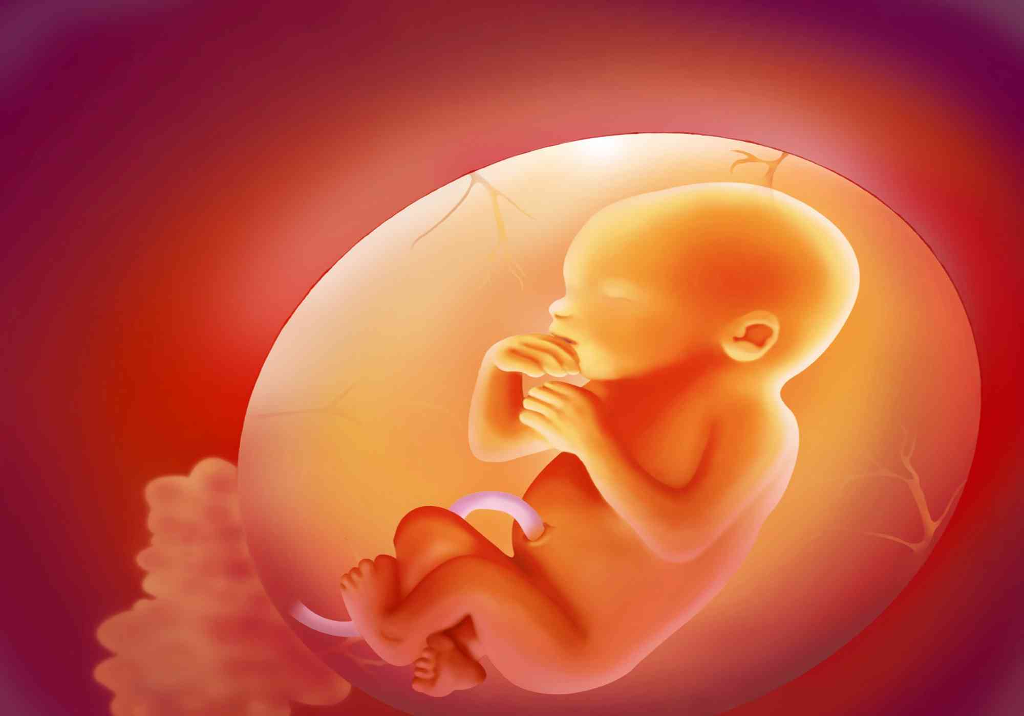 孕期长期心疼会导致胎儿宫内窘迫