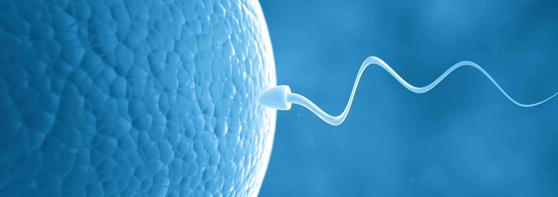 y精子和卵子结合就生男孩