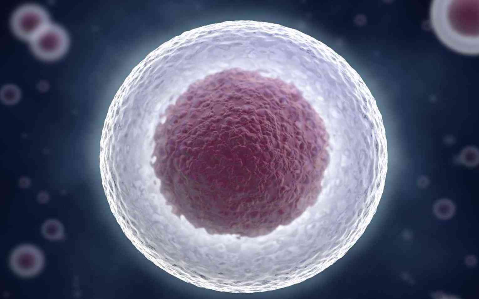 卵巢早衰可进行诱导卵泡发育治疗