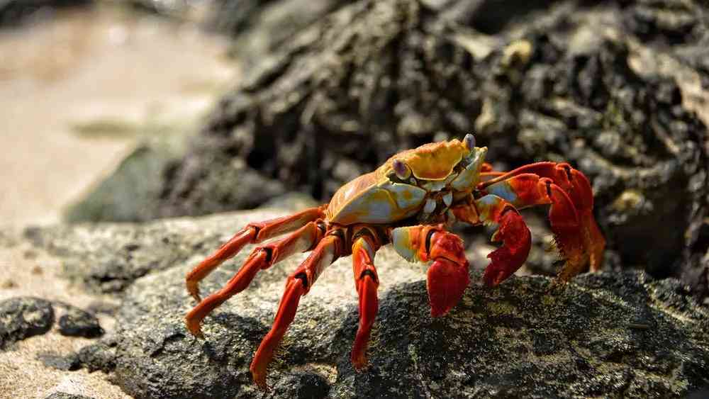 螃蟹具有活血化瘀的功效