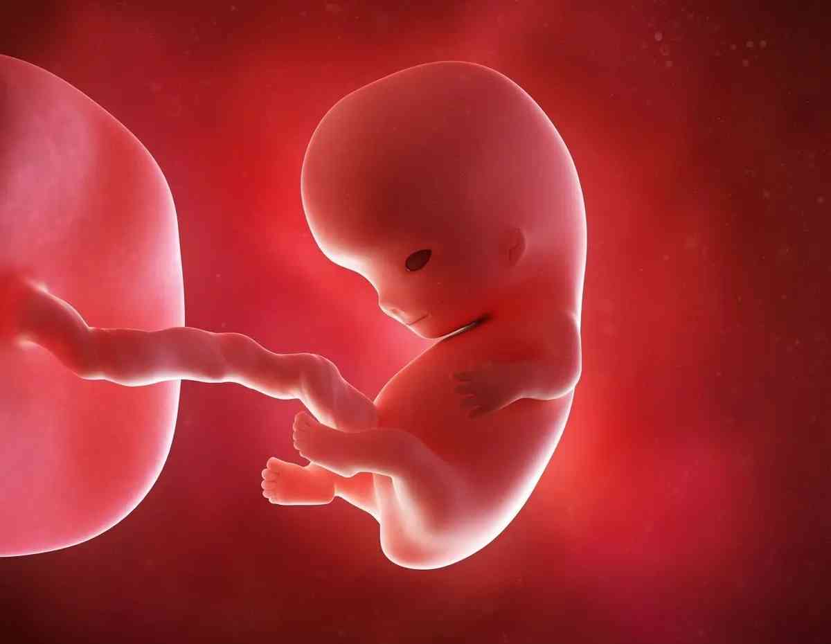怀孕两个月胎儿体积很小